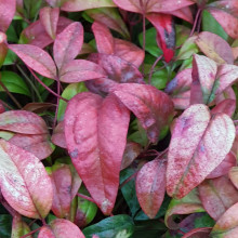 Nandina Fire Power Picture of Nandina Fire Power (3571)