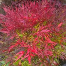 Nandina Little Flick Picture of Nandina Little Flick (11639)