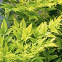 Nandina Magical Lemon and Lime Picture of Nandina Magical Lemon and Lime (11541)