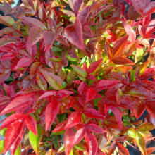 Nandina Obsession Picture of Nandina Obsession (28551)