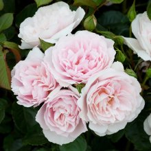 Natasha Richardson Std 80cm-Rose Picture of Natasha Richardson Std 80cm-Rose (29908)