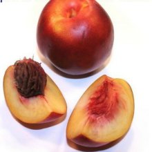 Nectarine Armredark Picture of Nectarine Armredark (3579)