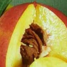 Picture of Nectarine Dble Garden Delight/Bonanza (7061)