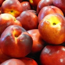 Nectarine Early Red II Picture of Nectarine Early Red II (3585)