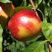 Nectarine Fantasia Picture of Nectarine Fantasia (3586)
