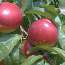 Nectarine Fillery GQ Picture of Nectarine Fillery GQ (6387)