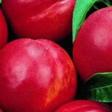 Nectarine Firebrite Picture of Nectarine Firebrite (3587)