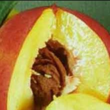 Nectarine Garden Delight Dwf Picture of Nectarine Garden Delight Dwf (3588)