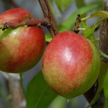 Nectarine Goldmine Picture of Nectarine Goldmine (3589)