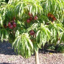 Nectarine Nectar Babe Dwf Std Picture of Nectarine Nectar Babe Dwf Std (8682)
