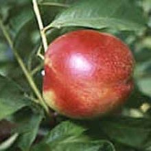 Nectarine Red Gold Picture of Nectarine Red Gold (3592)