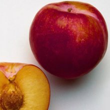 Nectarine Redfree Picture of Nectarine Redfree (3593)