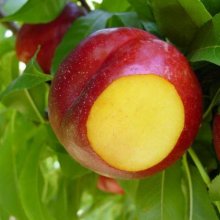 Nectarine Spring Bright Picture of Nectarine Spring Bright (11047)