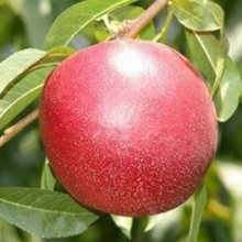 Nectarine Tasty Gold Picture of Nectarine Tasty Gold (6680)