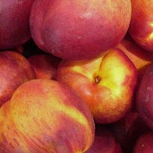 Nectarine Theo Ching Picture of Nectarine Theo Ching (3597)