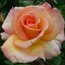 Nelson Girls Std 80cm-Rose Picture of Nelson Girls Std 80cm-Rose (10863)