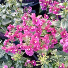 Nemesia Bordeaux Picture of Nemesia Bordeaux (12094)