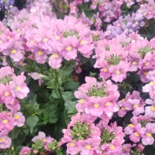 Picture of Nemesia Pink (31238)