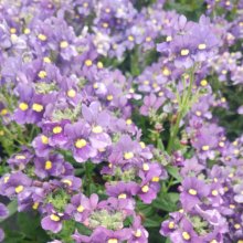 Nemesia Purple Picture of Nemesia Purple (31237)