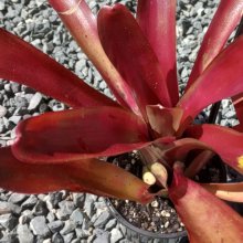 Picture of Neoregelia Superball (31006)