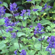 Nepeta Blue Wonder Picture of Nepeta Blue Wonder (7195)