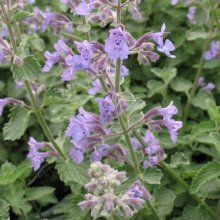Nepeta Catmint Picture of Nepeta Catmint (3605)