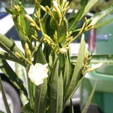 Picture of Nerium Oleander Madonna (3648)