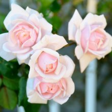 Picture of New Dawn Clg-Rose (3610)