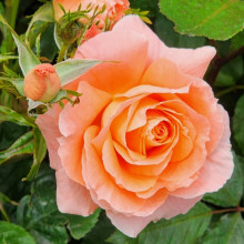 Picture of Newsflash Clg-Rose (3612)