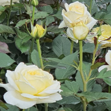 Night Light Std 80cm-Rose Picture of Night Light Std 80cm-Rose (12033)