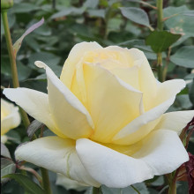 Night Light-Rose Picture of Night Light-Rose (11820)