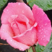 Northland-Rose Picture of Northland-Rose (3623)