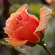 Norwich Castle-Rose Picture of Norwich Castle-Rose (3624)
