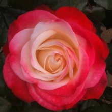 Nostalgia-Rose Picture of Nostalgia-Rose (11819)