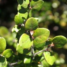 Nothofagus Solandri Picture of Nothofagus Solandri (29467)