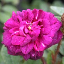 Picture of Nuits de Young-Rose (3627)