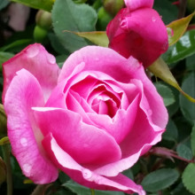 Picture of Old Blush-Rose (3643)
