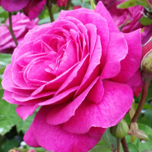 Old Port Std 80cm-Rose Picture of Old Port Std 80cm-Rose (3646)