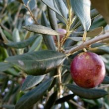 Picture of Olea Ascolano (7218)