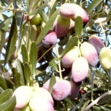 Picture of Olea Barnea Std 3yrs (7219)