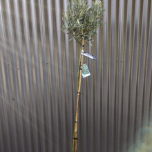 Picture of Olea El Greco Std (3651)