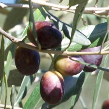 Picture of Olea El Greco (3650)