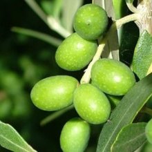 Picture of Olea Frantoio (7354)