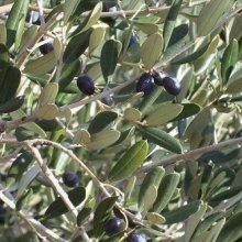 Picture of Olea J2 (3654)