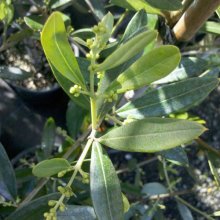 Picture of Olea J5 (3652)