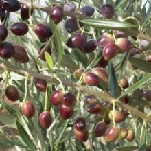 Picture of Olea Koroneiki (3655)