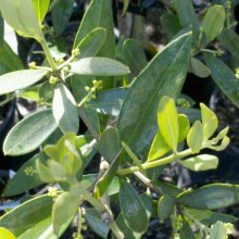 Picture of Olea Leccino (7572)