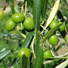 Picture of Olea Manzanillo (7220)