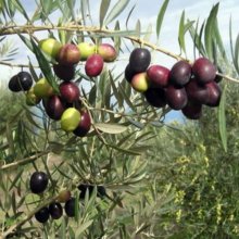 Olea Picual Picture of Olea Picual (11076)