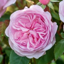 Olivia Rose Austin Pillar -Rose Picture of Olivia Rose Austin Pillar -Rose (29900)